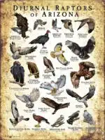 Diurnal Raptors of Arizona poster print