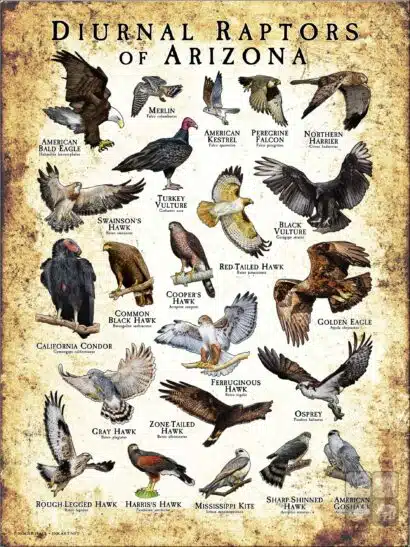 Diurnal Raptors of Arizona poster print