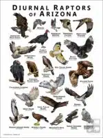 Diurnal Raptors of Arizona poster print