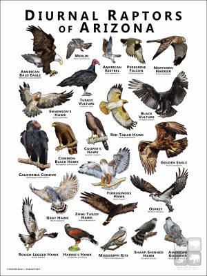 Diurnal Raptors of Arizona poster print
