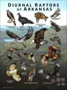 Diurnal Raptors of Arkansas poster print