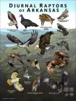 Diurnal Raptors of Arkansas poster print