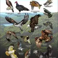 Diurnal Raptors of Arkansas poster print