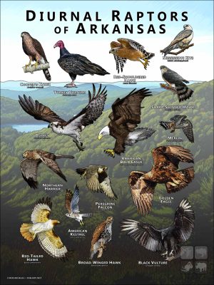 Diurnal Raptors of Arkansas poster print