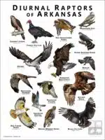Diurnal Raptors of Arkansas poster print