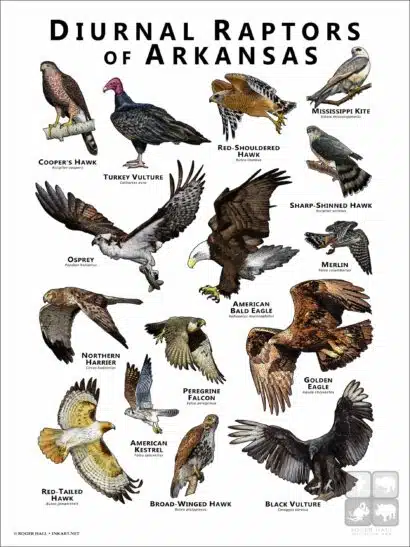 Diurnal Raptors of Arkansas poster print
