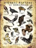 Diurnal Raptors of Arkansas poster print
