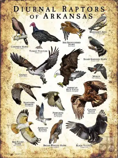 Diurnal Raptors of Arkansas poster print