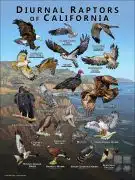 Diurnal Raptors of California poster print