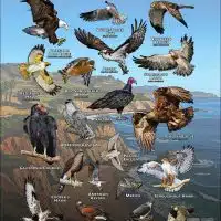 Diurnal Raptors of California poster print