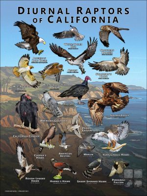 Diurnal Raptors of California poster print