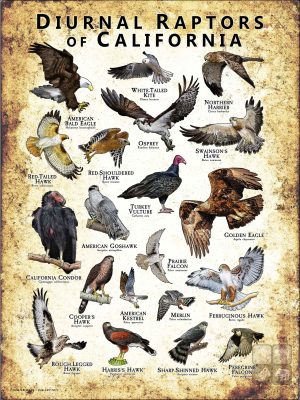 Diurnal Raptors of California poster print