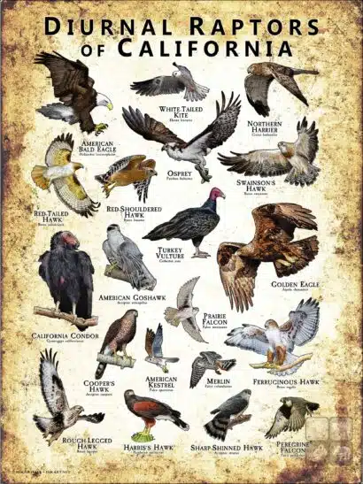 Diurnal Raptors of California poster print