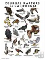Diurnal Raptors of California poster print