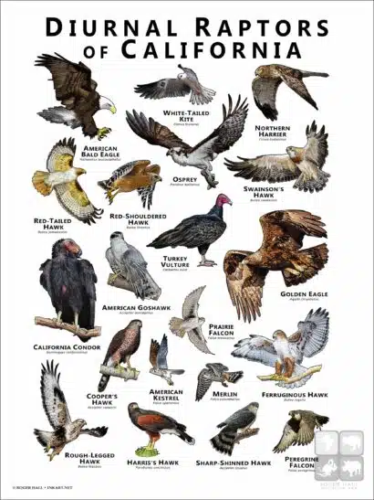 Diurnal Raptors of California poster print