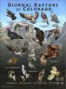Diurnal Raptors of Colorado poster print