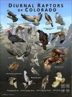 Diurnal Raptors of Colorado poster print