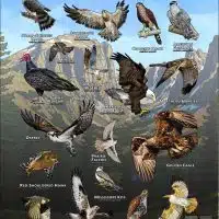 Diurnal Raptors of Colorado poster print