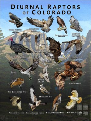 Diurnal Raptors of Colorado poster print