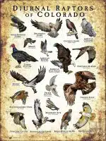 Diurnal Raptors of Colorado poster print