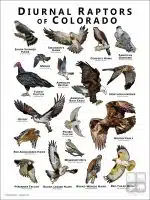Diurnal Raptors of Colorado poster print