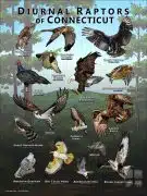 Diurnal Raptors of Connecticut poster print