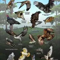 Diurnal Raptors of Connecticut poster print