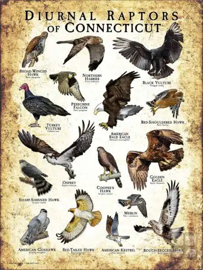 Diurnal Raptors of Connecticut poster print