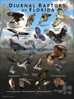 Diurnal Raptors of Florida poster print