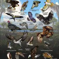 Diurnal Raptors of Florida poster print