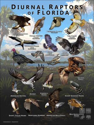 Diurnal Raptors of Florida poster print