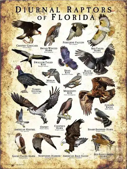 Diurnal Raptors of Florida poster print