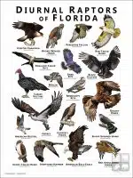 Diurnal Raptors of Florida poster print