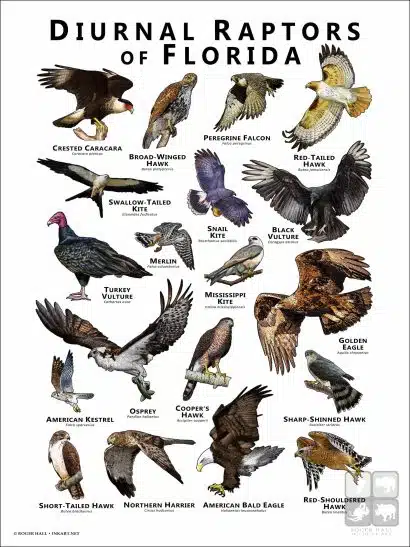 Diurnal Raptors of Florida poster print