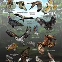 Diurnal Raptors of Georgia poster print