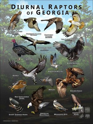 Diurnal Raptors of Georgia poster print