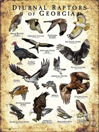 Diurnal Raptors of Georgia poster print