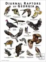 Diurnal Raptors of Georgia poster print