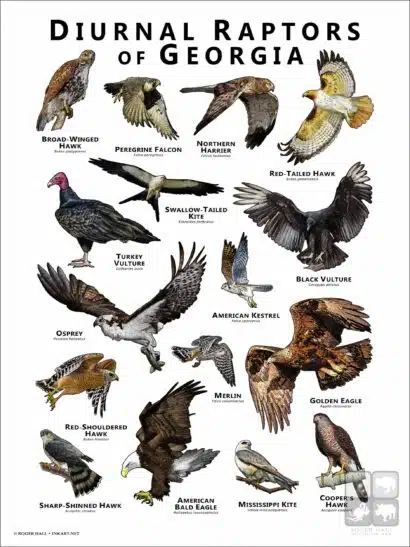 Diurnal Raptors of Georgia poster print