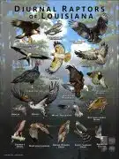 Diurnal Raptors of Louisiana poster print