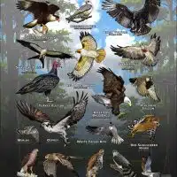 Diurnal Raptors of Louisiana poster print