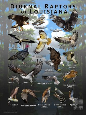 Diurnal Raptors of Louisiana poster print
