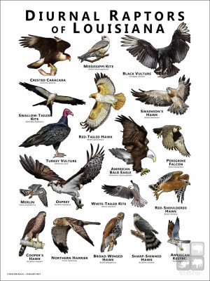 Diurnal Raptors of Louisiana poster print