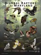 Diurnal Raptors of Maryland poster print