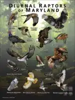 Diurnal Raptors of Maryland poster print