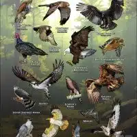 Diurnal Raptors of Maryland poster print