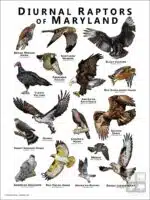 Diurnal Raptors of Maryland poster print