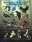 Diurnal Raptors of Massachusetts poster print