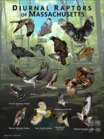 Diurnal Raptors of Massachusetts poster print