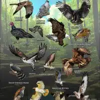 Diurnal Raptors of Massachusetts poster print